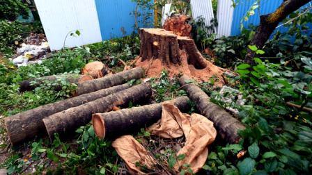 उत्तराखंड : लोग अपनी भूमि पर खड़े पेड़ों को बिना वन विभाग की अनुमति के काट सकेंगे, नीति में बदलाव की तैयारी