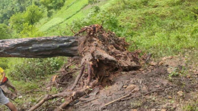 Tehri : तूफान से टूटा पेड़, स्कूल से लौट रहे छात्र-छात्रा की दबने से मौत, गांव में मातम
