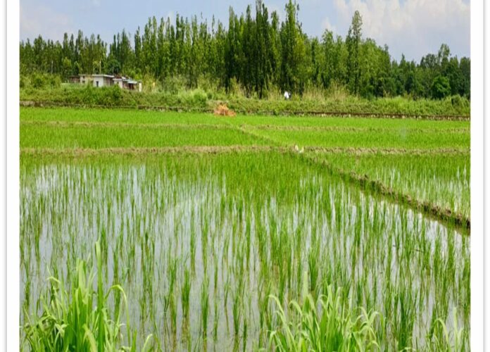 हाइब्रिड धान बीजों ने बदली किसानों की तस्वीर, कृषि विभाग की पहल से 70 हेक्टेयर क्षेत्र में शुरू हुई हाइब्रिड धान खेती